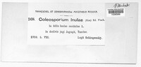 Coleosporium inulae image